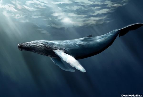 عکس بزرگترین موجود روی زمین whale bigest animal