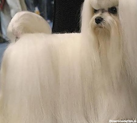 عکس سگ پشمالو سفید ایرانی