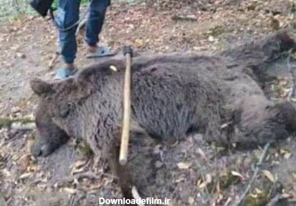 فرارو | (تصاویر) عکس یادگاری با خرس مرده کار دست جوان گلستانی داد
