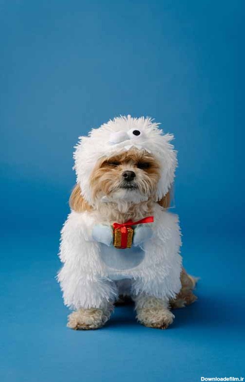 دانلود تصویر سگ پاکوتاه با لباس سفید | تیک طرح مرجع گرافیک ایران