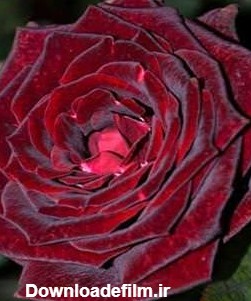 عکس 8 گل رز مخملی قرمز بسیار زیبا | با گل رز آشنا شوید