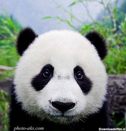 تصویر بچه پاندا بامزه cute panda baby
