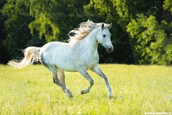 اسب سفید اسب اهلی - ایران طرح