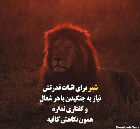 عکس نوشته شیر جنگل