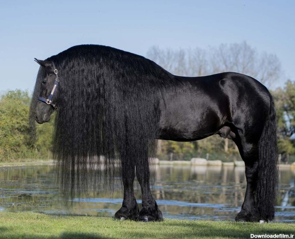 عکس | با اعجاب‌انگیزترین نژادهای اسب آشنا شوید! - خبرآنلاین