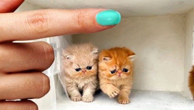 بچه گربه های کیوت و کوچولو ، کلیپ حیوانات