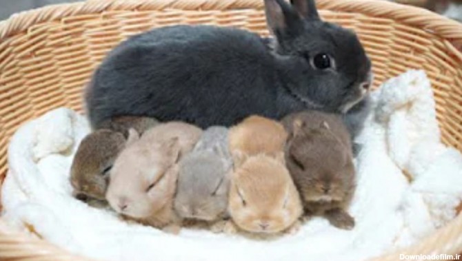 خرگوش های ملوس/خرگوش کیوت/حیوانات خانگی