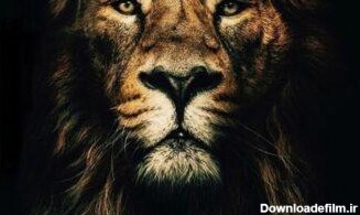 متن درباره شیر جنگل ؛ جملات سنگین در مورد شیر سلطان جنگل