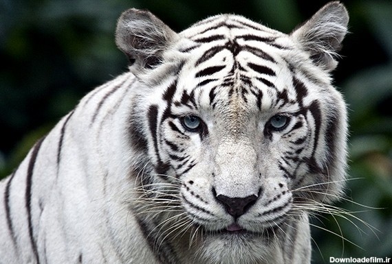 فیلم | ببر سفید باغ‌وحش هند طعمه ۴ ببر بنگال شد - خبرآنلاین