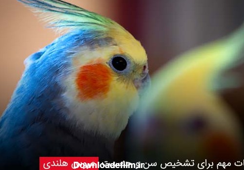 تشخیص سن و جنسیت عروس هلندی به صورت عملی - فروشگاه چیکن دیوایس