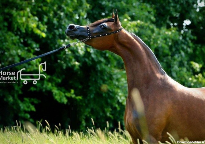 فروش خاصترین کره اسب عرب دنیا Honor Of Munir
