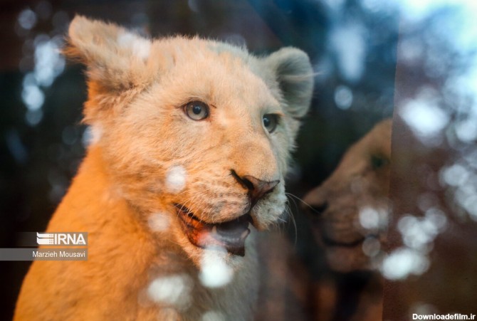 انتقال شیرهای سفید به باغ وحش + عکس