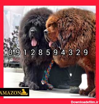 فروش سگ تبت ماستیف