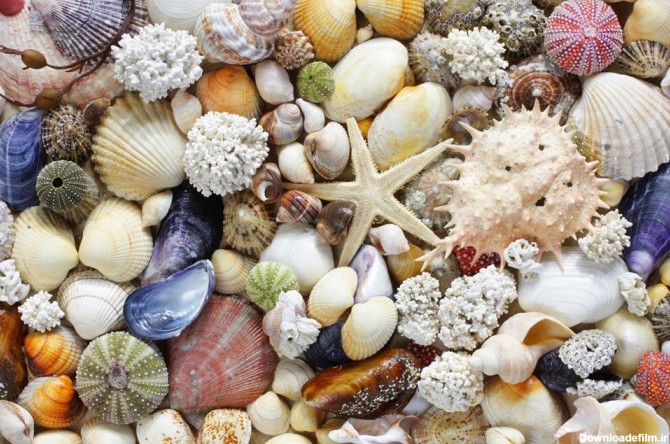 سنگ های رنگی وستاره دریایی