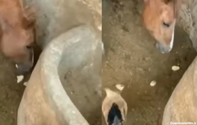 اسب گوشتخوار، تصویری که دنیا را متحیر کرد/ عکس - خبرآنلاین