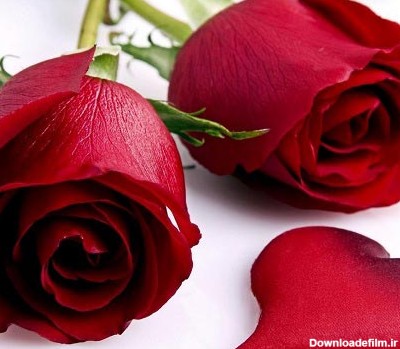 عکس گل رز قرمز عاشقانه و زیبای قلب