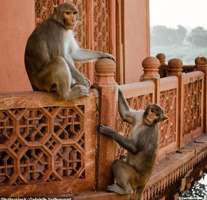 میمون ها موقع دعوا جان دو مرد را گرفتند!