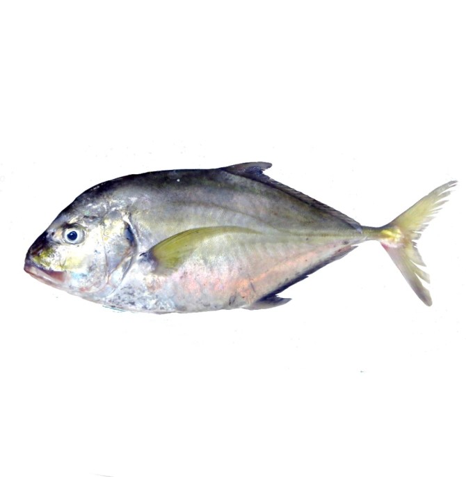 ماهی جش کامل - فروش آنلاین ماهی و میگو جنوب به قیمت مناسب - ماهی خان