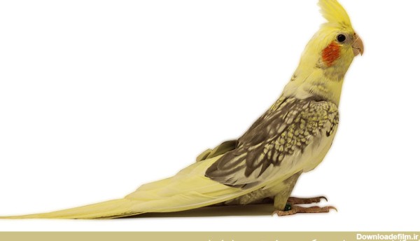 چرا این پرنده زیبای زینتی عروس هلندی نام گرفت + تصاویر