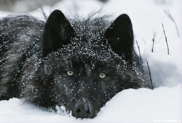 مجموعه عکس حیوانات در برف - متمم