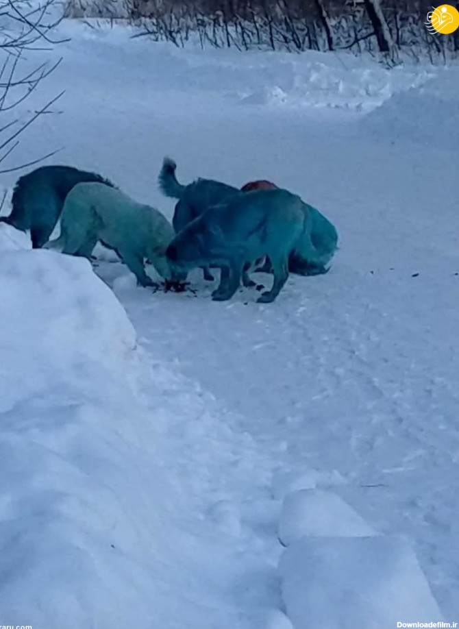 فرارو | (عکس) چرا این سگ‌ها آبی رنگ شدند!