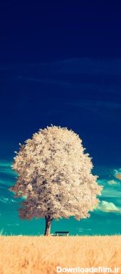 خرید تابلو طبیعت درخت سفید عکس درخت پاییزی با قیمت مناسب - مبین چاپ