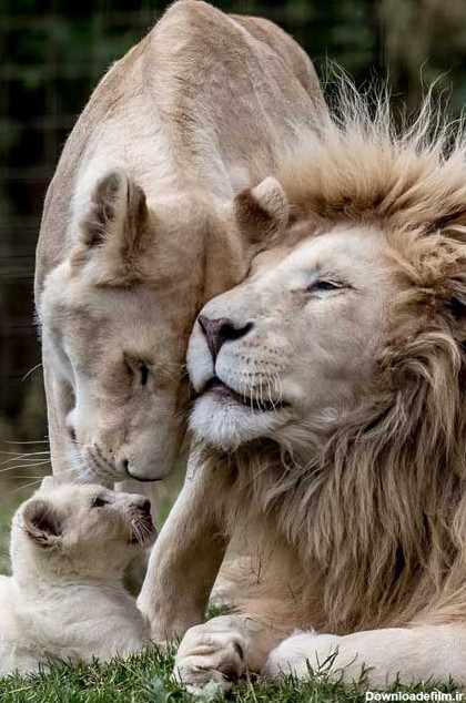 تصاویر زیبا از خانواده شیرها‎