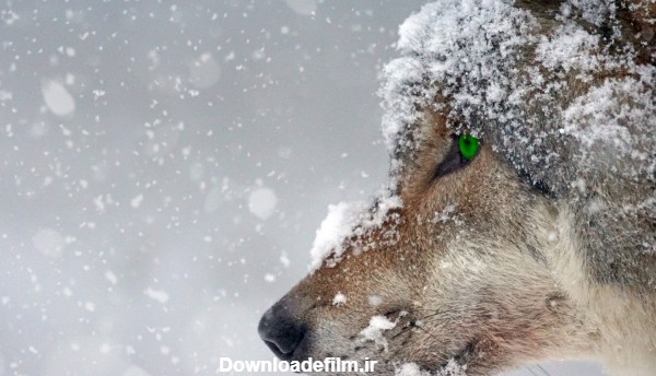 عکس جالب از صورت گرگ چشم سبز در زمستان برفی سرد