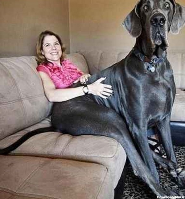 عکس سگ بزرگ دنیا