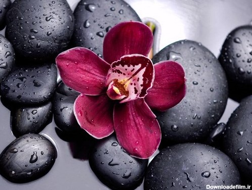 دانلود تصویر با کیفیت استوک قلوه سنگ های سیاه کنار گل