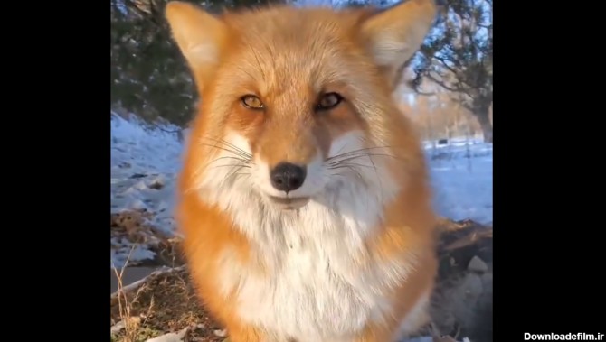 ببینید / علاقه جالب یک روباه به نوازش توسط یک دختر جوان + فیلم