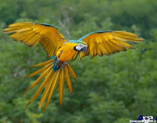 عکس زیبای پرنده در حال پرواز