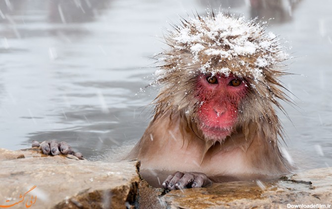 حمام آب گرم اختصاصی میمون ها! +تصویر
