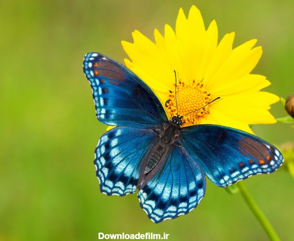 جدیدترین عکس های پروانه
