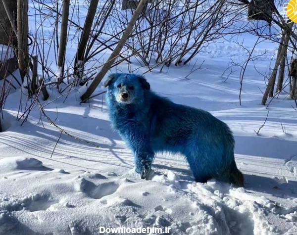 فرارو | (عکس) چرا این سگ‌ها آبی رنگ شدند!