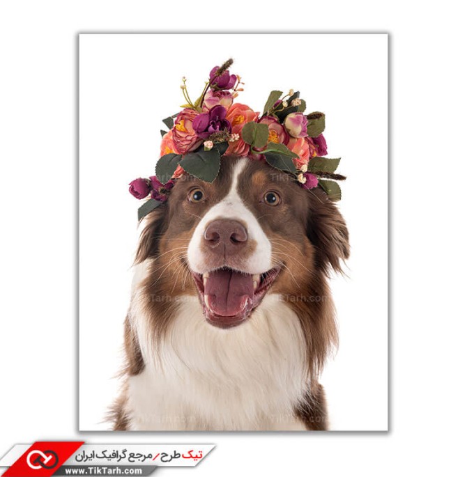 دانلود تصویر با کیفیت سگ اهلی با سربند گل
