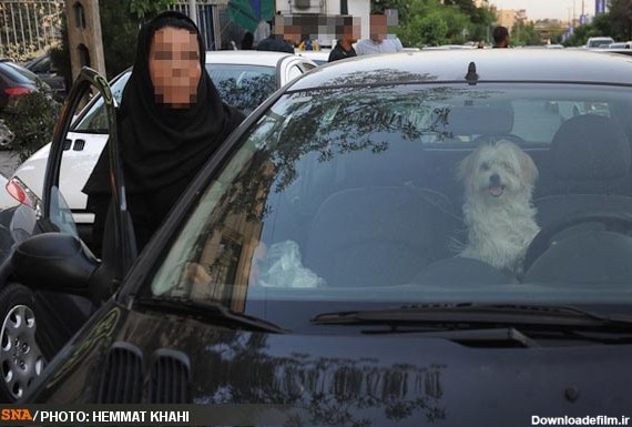 مشرق نیوز - تصاویر/برخورد با سگ گردانی در تهران
