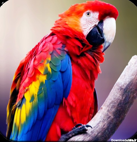 Parrot Wallpapers 4K - برنامه‌ها در Google Play