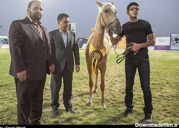 جشنواره زیبایی اسب اصیل در کرمانشاه