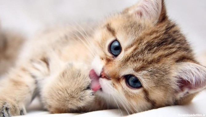 بهترین نژاد گربه برای نگهداری در خانه در سایت میو میو