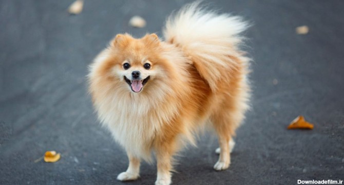 خصوصیات ظاهری سگ اشپیتز