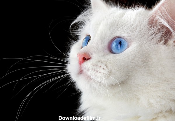 عکس گربه پرشین سفید با چشمان آبی - مسترگراف