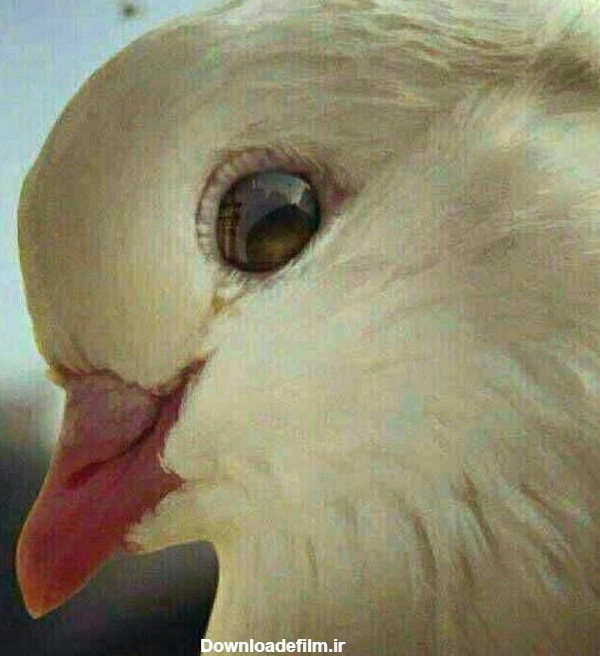 عکاسی که پس از عکس گرفتن از کبوترهای حرم امام رضا متوجه ع - عکس ویسگون