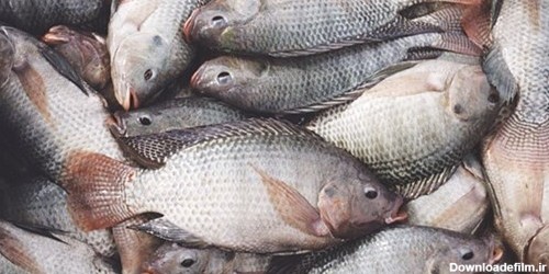 عکس ماهی شانک