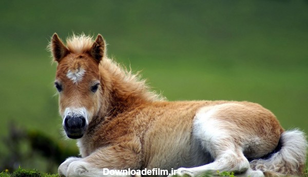 عکس کره اسب کوچک pony horse wallpaper