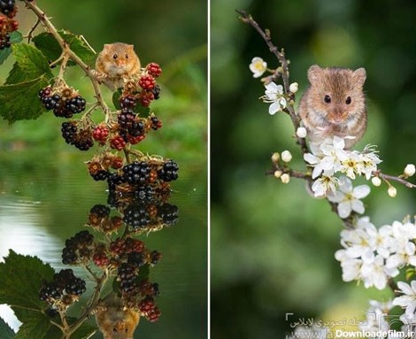 موش های وحشی زیبا و کوچک +عکس