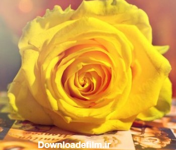 گل رز زرد | گالری عکس گل و دسته گل رز زرد رنگ زیبا برای پروفایل