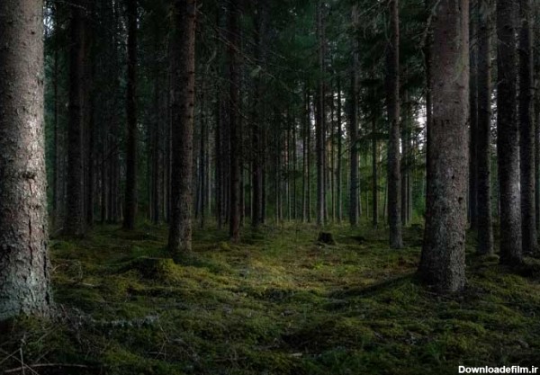 تصویر باکیفیت جنگل با درختان سبز بلند | تیک طرح مرجع گرافیک ایران