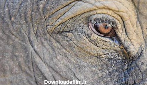 حقایق جالب و باورنکردنی درباره چشم های فیل