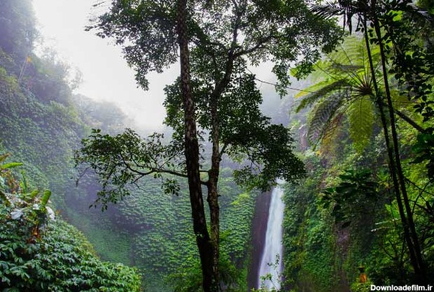معروف ترین جنگل های بارانی دنیا